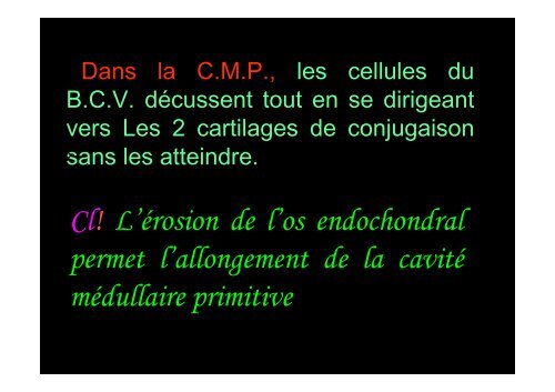 Tissu osseux et ossification