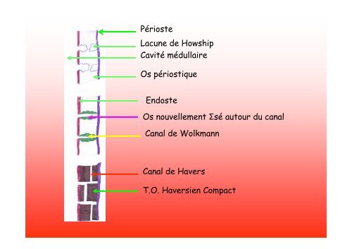 Tissu osseux et ossification