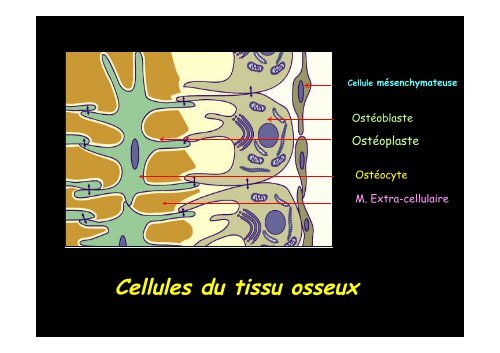 Tissu osseux et ossification