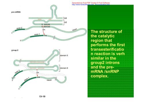 splice site