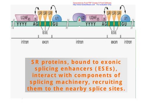 splice site