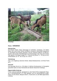 Rasse: HARZZIEGE - im Dorf der Tiere