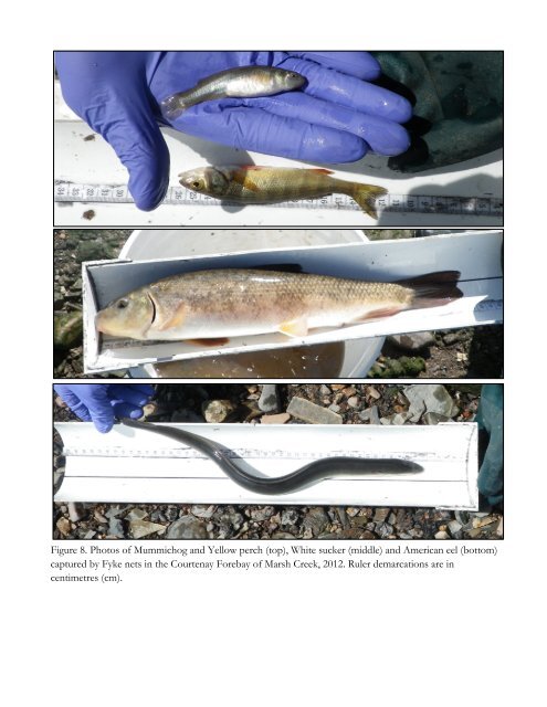 Bio-Diversification in the Courtenay Bay Tidal Marsh