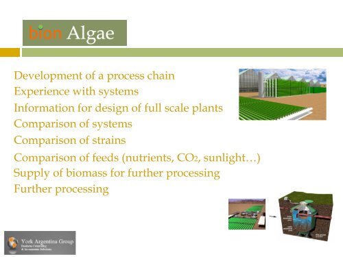 bion Algae