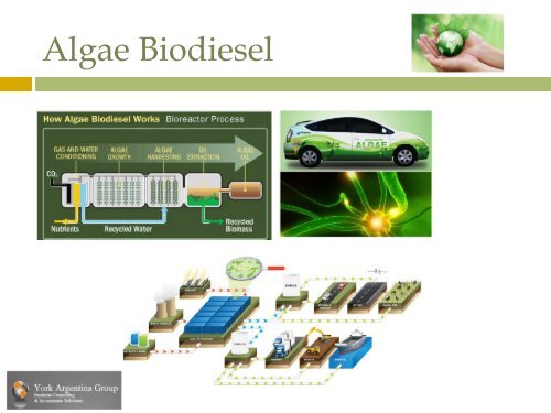 bion Algae