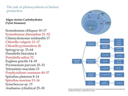 bion Algae