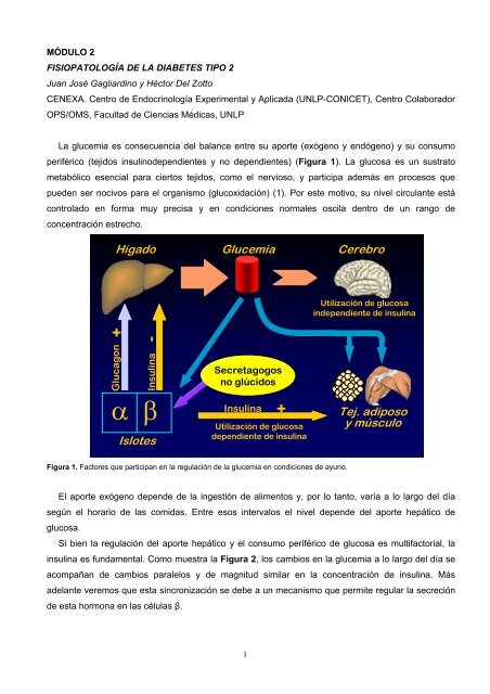 FisiopatologÃ­a de la Diabetes Tipo 2 - Hospital Privado