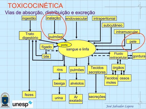 I CURSO DE EXTENSÃO EM HIGIENE OCUPACIONAL MÃ³dulo 2: Toxicologia ...