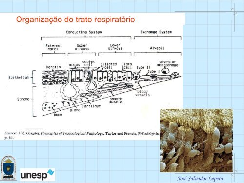 I CURSO DE EXTENSÃO EM HIGIENE OCUPACIONAL MÃ³dulo 2: Toxicologia ...