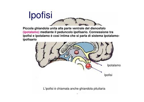 5. Apparato endocrino .pdf