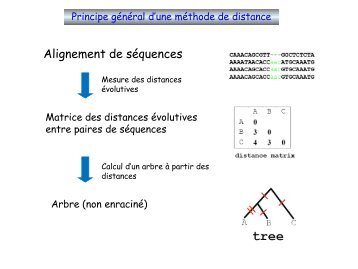 ModÃ¨les Evolutifs (Gwennaele Fichant) - silico.biotoul.frsilico.biotoul.fr