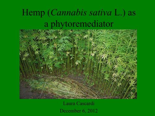 Phytoremediation with hemp by Laura Cascardi