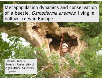 of a beetle, Osmoderma eremita, living in