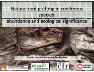 Natural root grafting in coniferous species