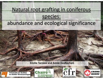 Natural root grafting in coniferous species