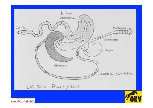 Kursunterlagen Fütterung von Prof.Dr.med.vet. Michael Hässig - OKV