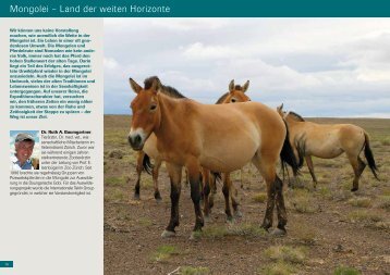 Mongolei â Land der weiten Horizonte - International Takhi Group