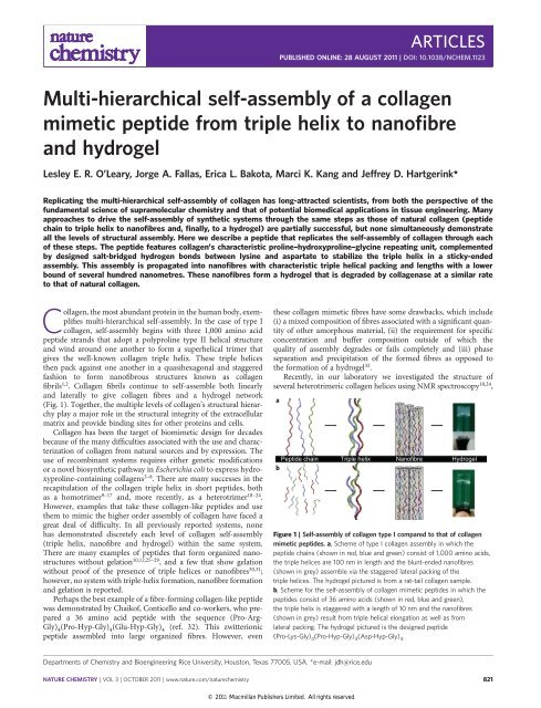 Multi-hierarchical self-assembly of a collagen mimetic peptide from ...