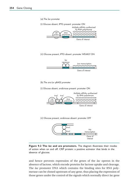 Gene Cloning