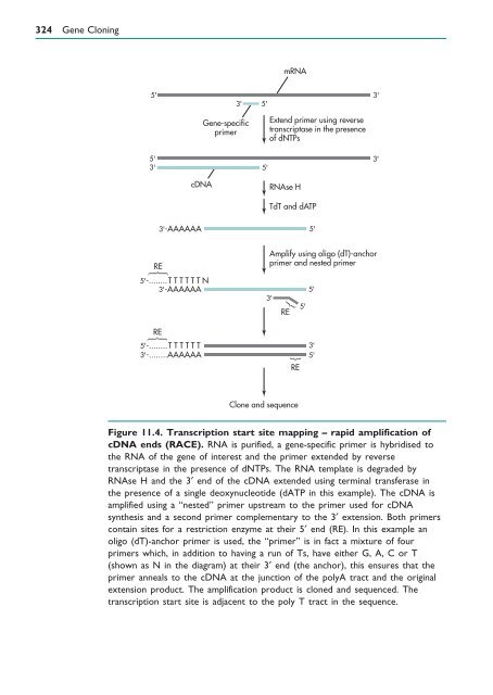 Gene Cloning