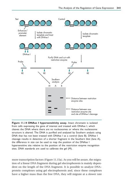 Gene Cloning