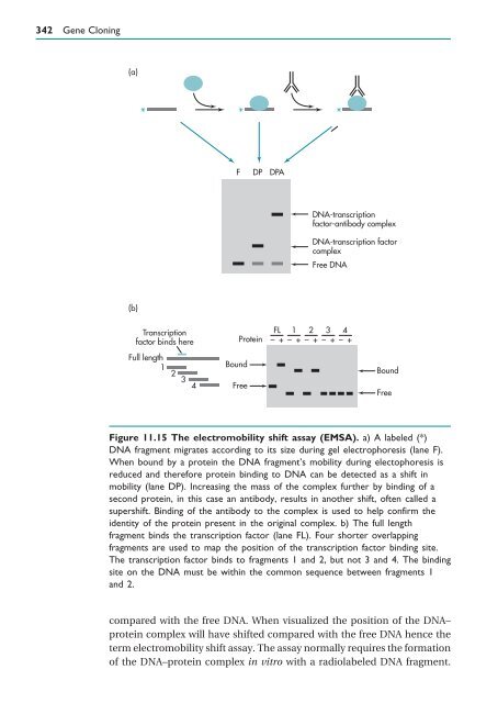 Gene Cloning