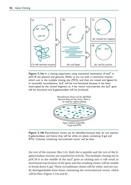 Gene Cloning