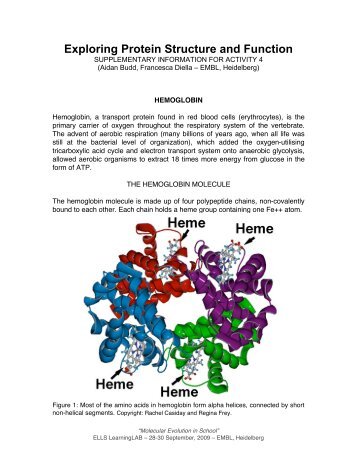 Exploring Protein Structure and Function