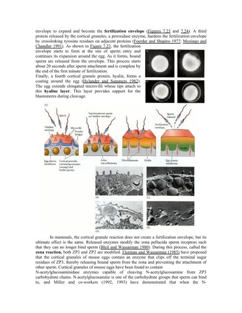 The Questions of Developmental Biology