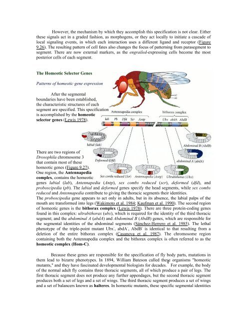 The Questions of Developmental Biology