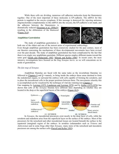 The Questions of Developmental Biology