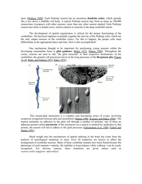 The Questions of Developmental Biology