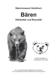 Naturmuseum Solothurn Bären Höhlenbär und Braunbär