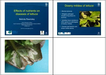 Effects of nutrients on diseases of lettuce Downy mildew of lettuce