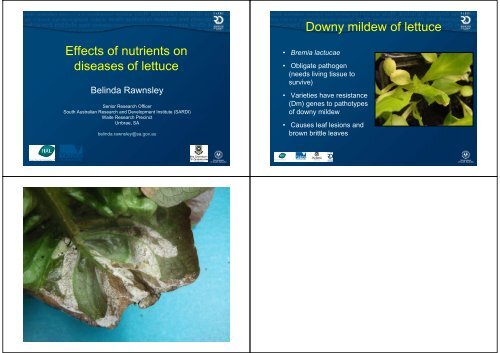 Effects of nutrients on diseases of lettuce Downy mildew of lettuce