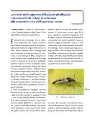 distribuzione dei parassitoidi delle cimici del frumento nelle ... - Tec.bio