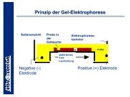 Prinzip der Gel-Elektrophorese