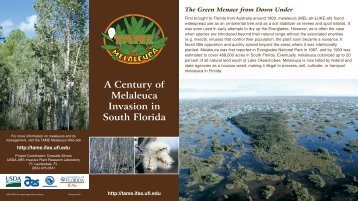 A Century of Melaleuca Invasion in South Florida - TAME Invasives ...