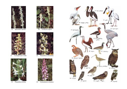 Handbook on wildlife species of Georgia under the Annexes of the
