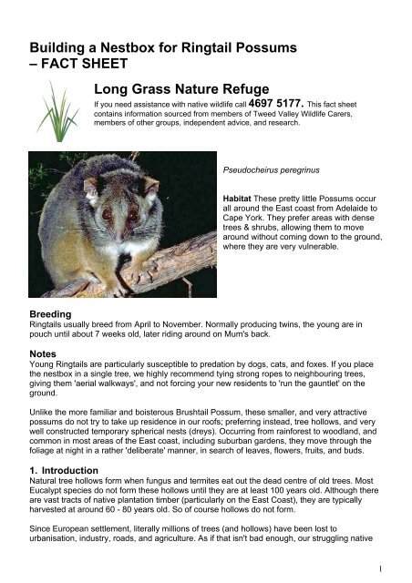 Lily The Possum Finds A Nest Lily The Possum Finds A Nest