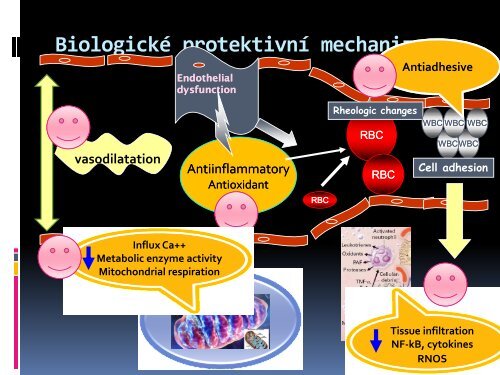 HYPERKAPNICKÃ ACIDÃZA â ZCELA JINÃ POHLED?