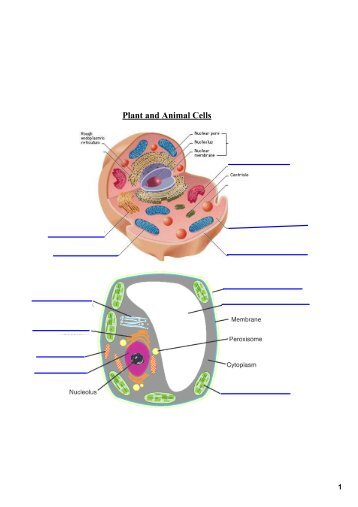 cell labelling.pdf