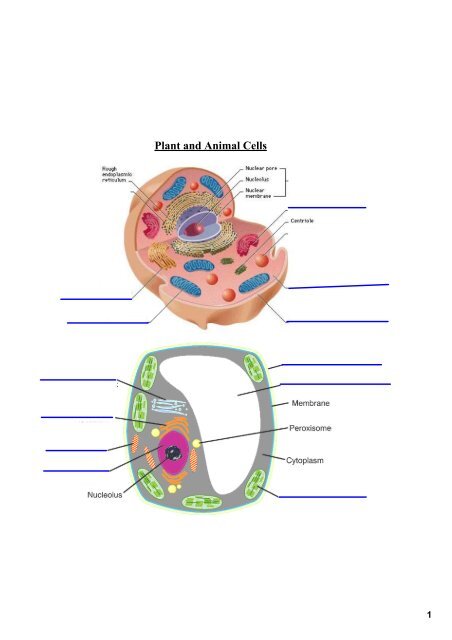 cell labelling.pdf