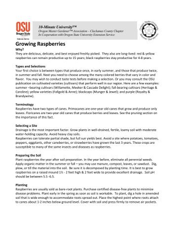 Growing Raspberries - Oregon Small Farms - Oregon State University