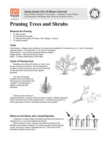 Pruning Trees and Shrubs - Clackamas County Master Gardeners