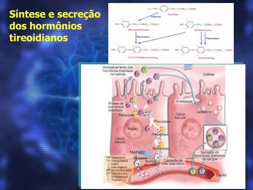 Palestra Hormônios Tireoideanos - Uniube