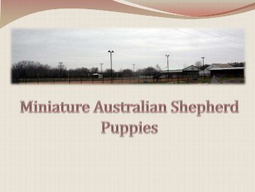 Miniature Australian Shepherd Puppies