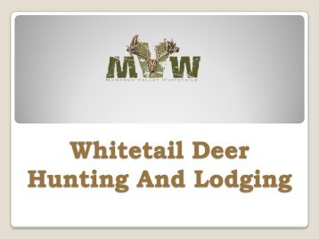Whitetail Deer Hunting And Lodging