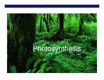 Photosynthesis