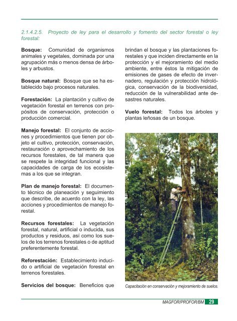 Estrategia de Fomento Forestal - magfor